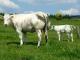 Graphite\'s half-sister (Rudger) with her calf.